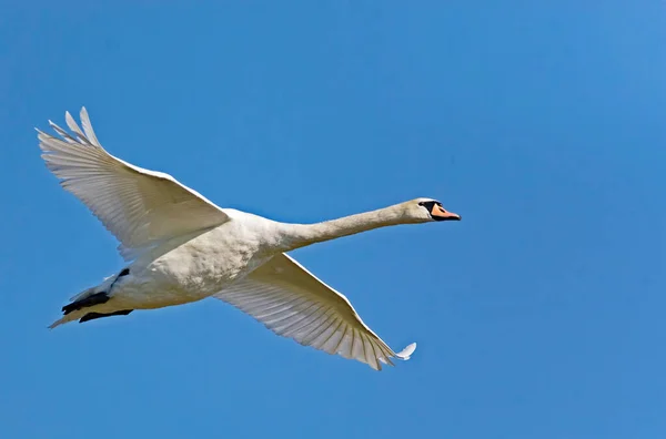 Cygne Muet Cygnus Olor Vol Avec Les Ailes Écartées — Photo