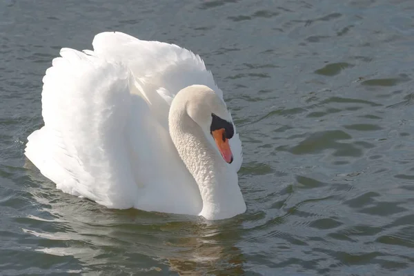 Dospělá Němá Labuť Cygnus Olor Displeji — Stock fotografie