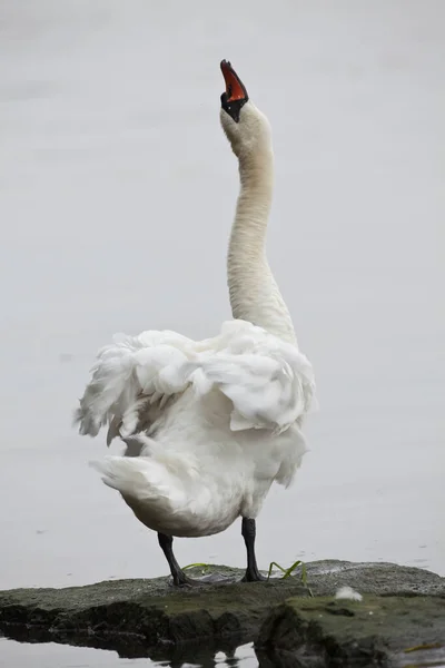 Vertical Mute Swan Cygnus Olor Stretching — Stock fotografie