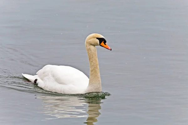 Mute Swan Cygnus Olor Swimming Pond — Stock Photo, Image