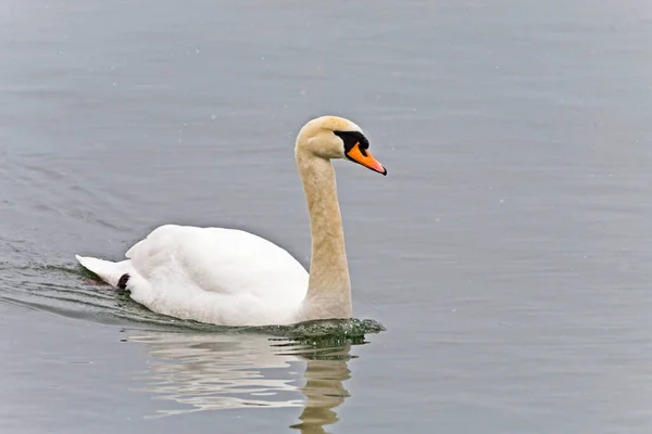 Cisne Mudo Cygnus Olor Nadando Lagoa — Fotografia de Stock