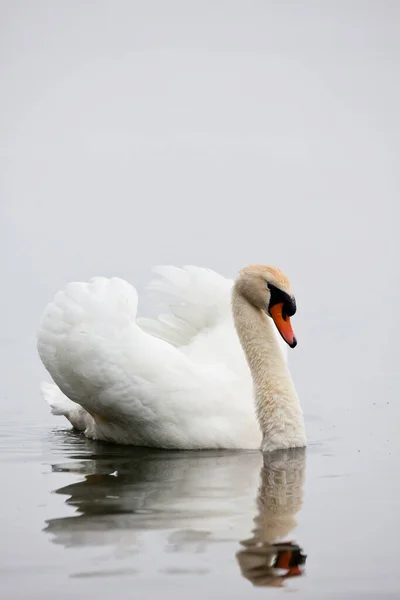 Vertical Mute Swan Cygnus Olor Close Display View — Stock fotografie