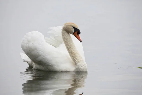 Cisne Mudo Cygnus Olor Cerca Mostrar Vista —  Fotos de Stock