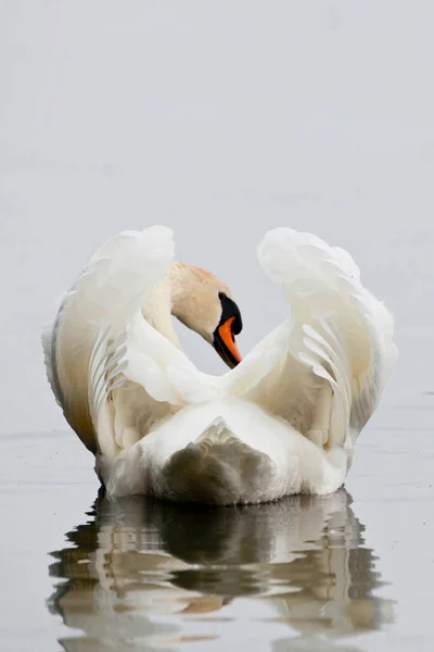 Vertical Mute Swan Cygnus Olor Zobrazuji — Stock fotografie