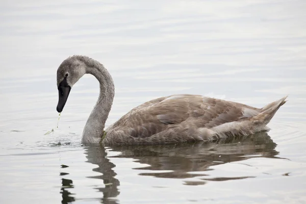 Juvenile Mute Swan Cygnus Olor Plavání Mokřinách — Stock fotografie