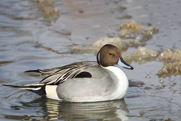 Male Northern Pintail Anas Acuta Close View — Stock Photo, Image