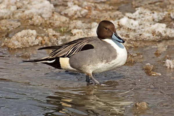 Egy Hím Északi Pintail Anas Acuta Késő Télen — Stock Fotó