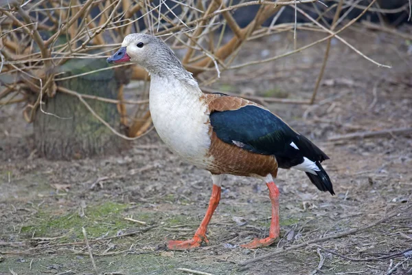 Orinoco Goose Neochen Jubata Procházka Poli — Stock fotografie