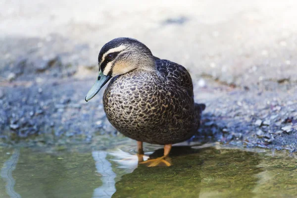 Pacific Black Duck Anas Superciliosa Standing Shore — Stock Photo, Image