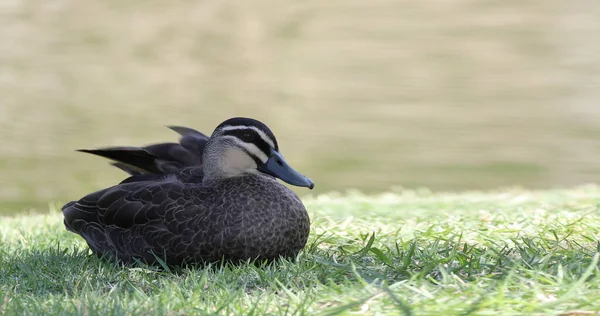 Pacific Black Duck Anas Superciliosa Relaxing — Stock Photo, Image