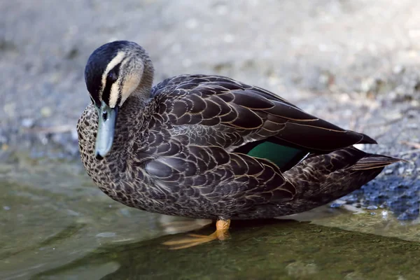 Pacific Black Duck Anas Superciliosa Resting Shore — ストック写真