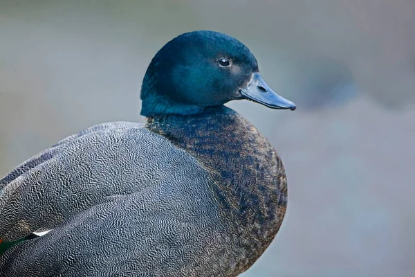 Profilansicht Einer Männlichen Paradies Ente Tadorna Variegata — Stockfoto