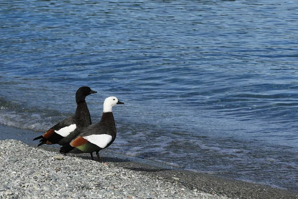 Ein Paar Paradies Enten Tadorna Variegata Wasser — Stockfoto
