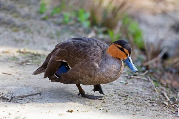 Philippine Duck Anas Luzonica Walking Shore — Stock Photo, Image