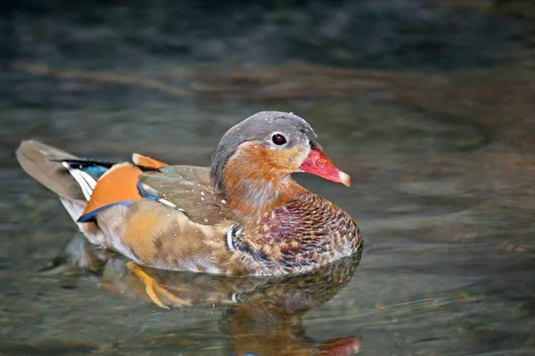 Male Mandarin Duck Aix Galericulata Alternate Plumage — Stock Photo, Image