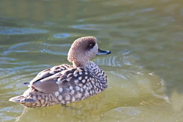 Une Sarcelle Marbrée Marmaronetta Angustirostris Gros Plan — Photo