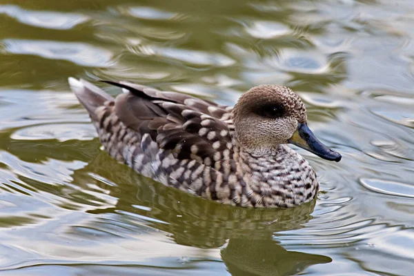 Marbled Teal Marmaronetta Angustirostris Vista Perto Sobre Água — Fotografia de Stock