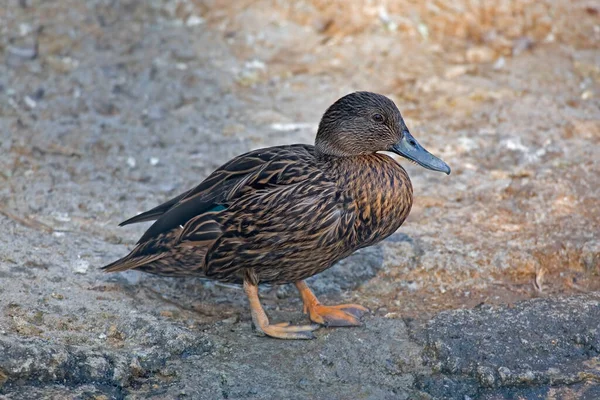 Una Vista Cerca Pato Meller Anas Melleri — Foto de Stock