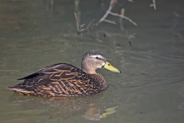 Mottled Duck Anas Fulvigula Zrelaksowany Wodzie — Zdjęcie stockowe