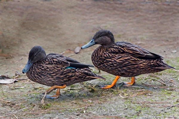Ein Paar Meller Enten Anas Melleri Land — Stockfoto