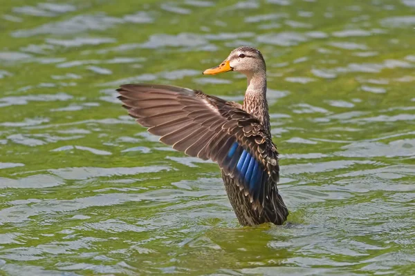 Canard Tacheté Anas Fulvigula Faisant Wingstand — Photo