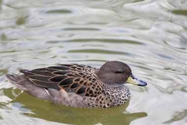 Sarı gagalı Teal, Anas flavirostris 'in yakın çekim görüntüsü