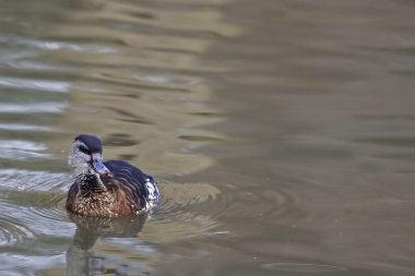 Suda benekli bir ıslık ördeği, Dendrocygna guttata.