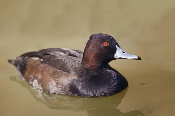 Uma Fêmea Sul Pochard Netta Erythrophthalma Uma Vista Perto — Fotografia de Stock