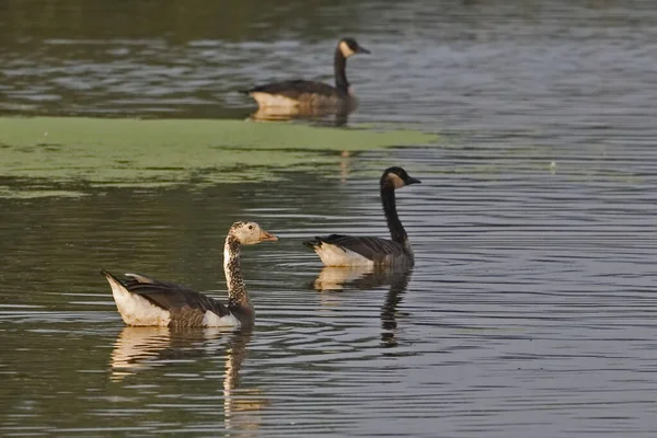 Snow Goose Chen Caerulescens Canada Goose Branta Canadensis Hybrid — стокове фото