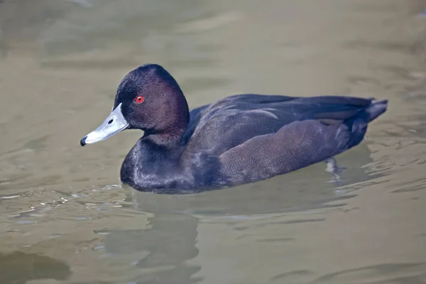 Mężczyzna Pochard Południowy Netta Erytroftalma Relaksujący Się Wodzie — Zdjęcie stockowe