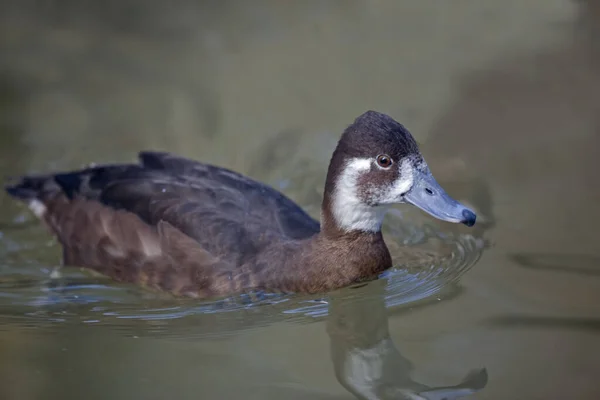 Nahaufnahme Einer Weiblichen Südlichen Pochard Netta Erythrophthalma — Stockfoto