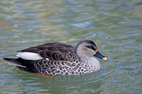 Canard Indien Bec Tacheté Anas Poecilorhyncha Vue Rapprochée — Photo