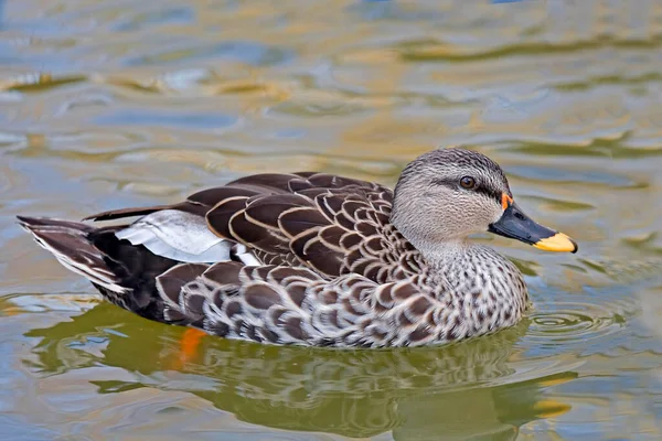 Indian Spot Billed Duck Anas Poecilorhyncha Water — Stock Photo, Image
