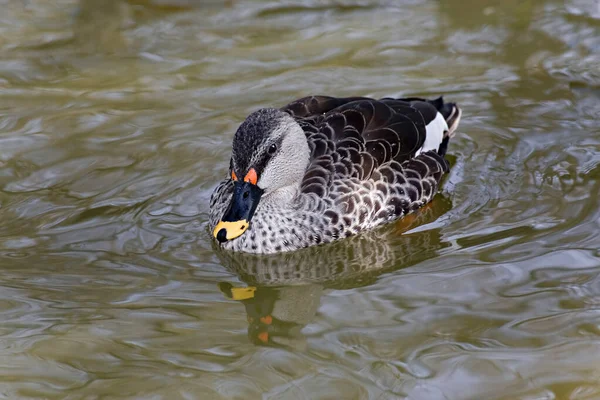 Indian Spot Billed Duck Anas Poecilorhyncha Resting Water — Stock Photo, Image