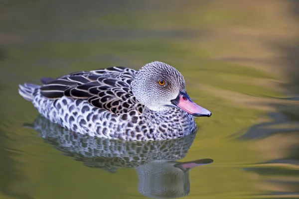 Pato Pico Rojo Anas Erythrorhyncha Descansando Sobre Agua —  Fotos de Stock