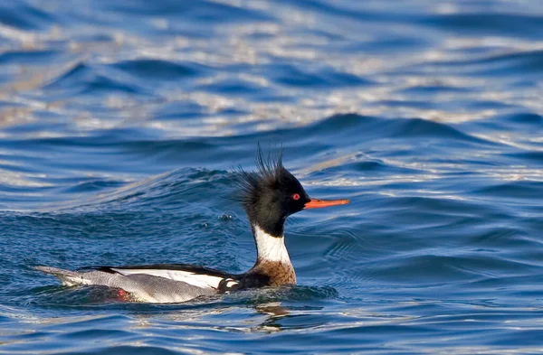 Een Mannelijke Rode Borsten Merganser Mergus Serrator Het Water — Stockfoto