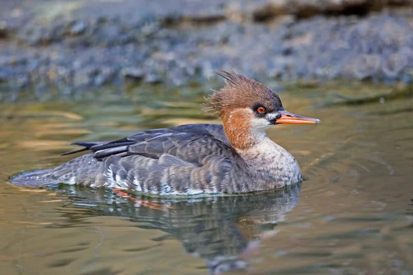 Uma Fêmea Merganser Peito Vermelho Serradora Mergus Descansando Sobre Água — Fotografia de Stock