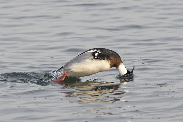 Male Red Breasted Merganser Mergus Serrator Diving Water — Stock Photo, Image