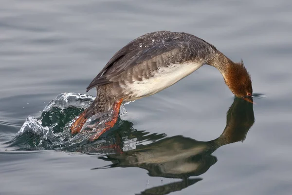 Female Red Breasted Merganser Mergus Serrator Diving — Stock Photo, Image