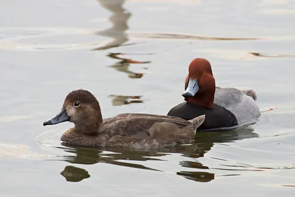 A Pair of Red-headed Duck, Aythya americana, resting on water