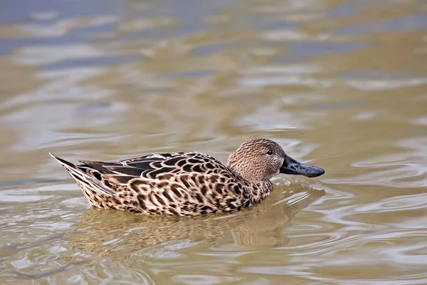 Das Weibchen Einer Roten Schaufel Anas Platalea Auf Dem Wasser — Stockfoto