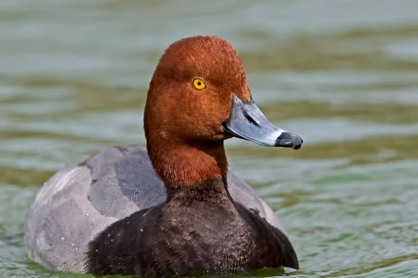Close Male Red Headed Duck Aythya Americana — Stock Photo, Image
