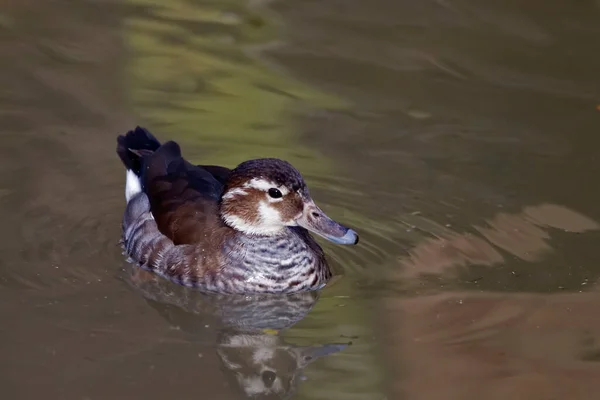 Самка Кольцом Лейкофрис Каллонетта Отдыхающая Воде — стоковое фото