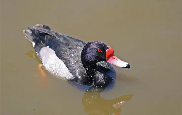 Male Rosy Billed Pochard Netta Peposaca Close View — Fotografia de Stock