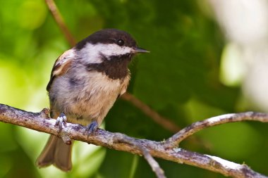 Kestane sırtı bir Chickadee, Poecile rufescens, dal üzerine tünemiş