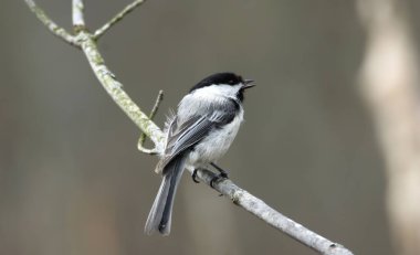 Siyah başlıklı bir Chickadee, Poecile atricapillus, dal üzerine tünemiş.
