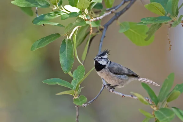 Topo Brillo Baeolophus Wollweberi Appollaiato Ramo — Foto Stock