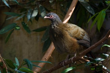 Chaco Chachalaca, Ortalis canicollis, ağaçta tünemiş.