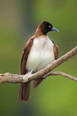 Küçük bir cennet kuşu, küçük bir Paradisaea.