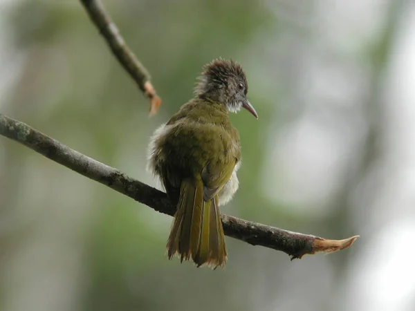 Een Berg Bulbul Ixos Mcclellandii Neergestreken Tak — Stockfoto